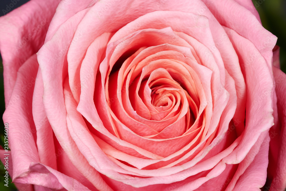 Pink rose on black background, closeup, isolated Pink rose on black background, closeup, isolated