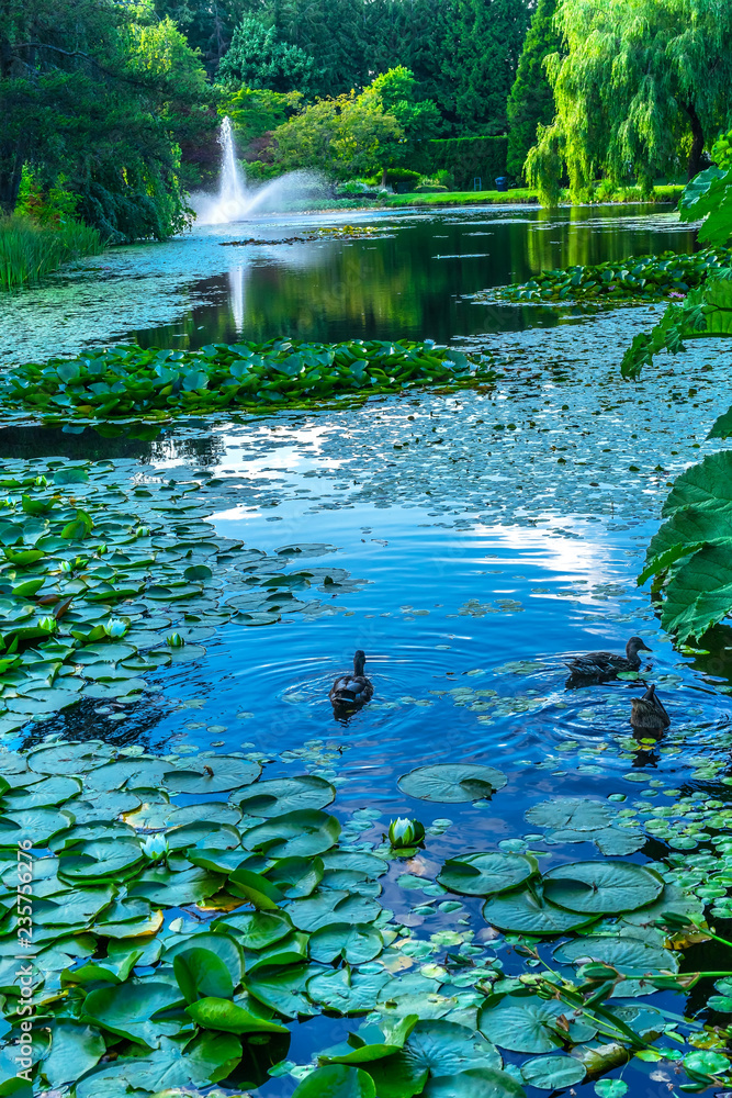 Ducks Lily Pads Van Dusen Garden Vancouver British Columbia Canada Ducks Lily Pads Van Dusen Garden Vancouver British Columbia Canada