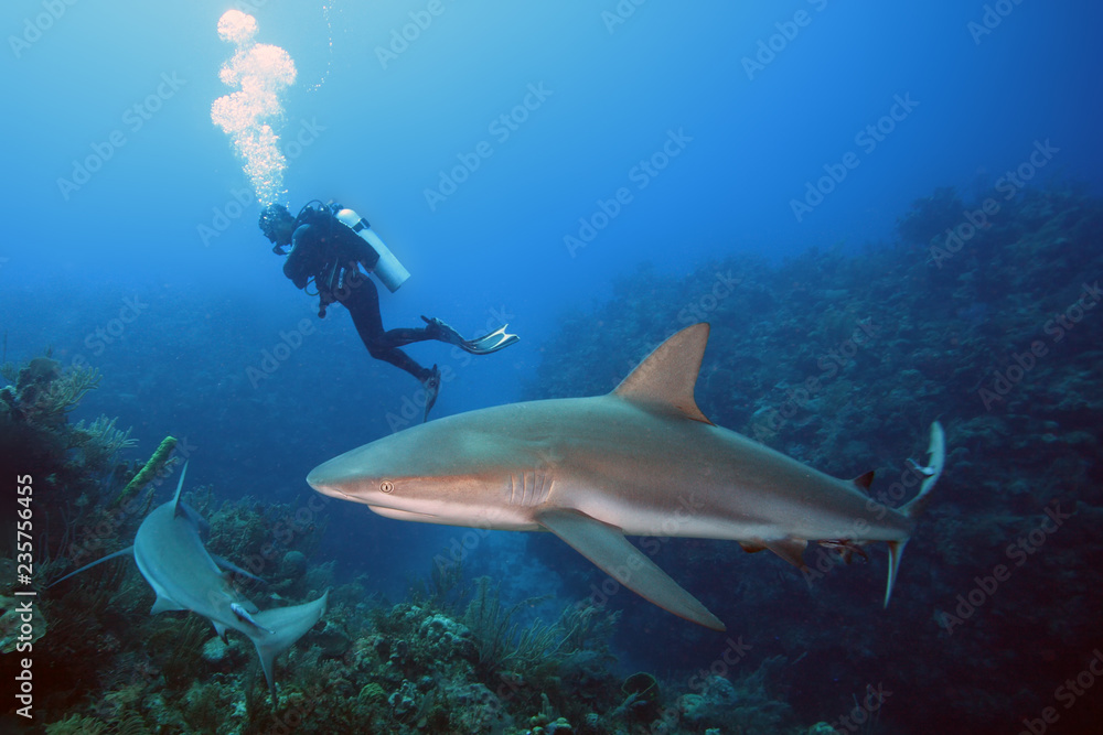 Fototapeta premium Karaibski rekin rafowy (Carcharhinus perezii) pływa nad rafą na niebiesko.