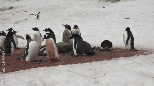 Gentoo penguins are working in a colony building their stone nest on Aitcho Island in Antarctica photo