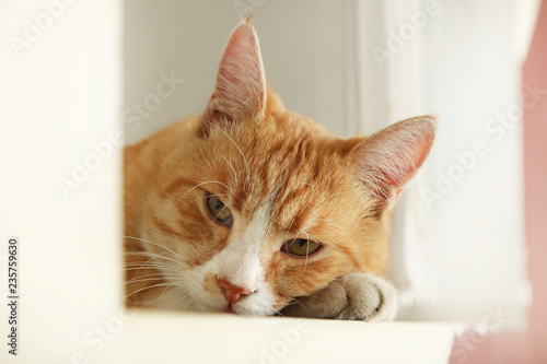 Beautiful ginger cat lying on windowsill