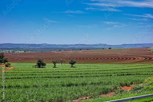 Sugarcane field with planting lines in sunny day with blue sky in São Paulo, Brazil © Pedro Turrini Neto