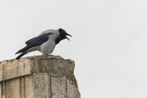 A Black-Grey Crow Talking to Its Fellows