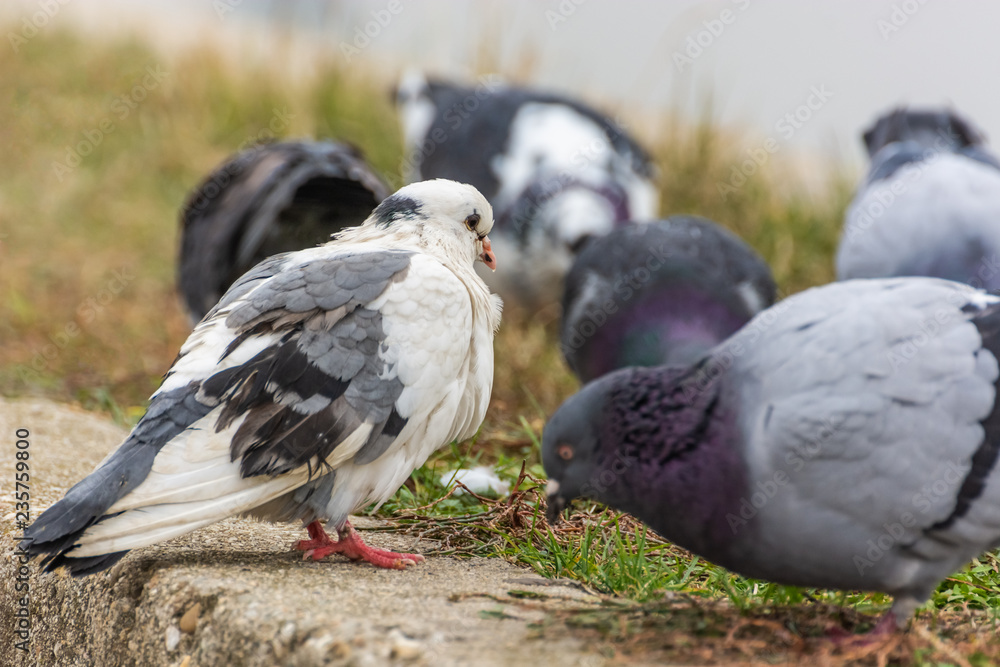 Fototapeta premium A White Spotted Pigeon Watching Its Fellows Having Their Meal
