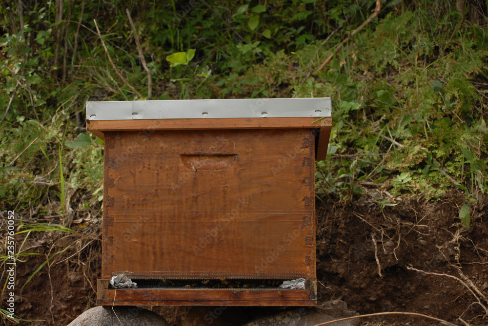 abejas abejas