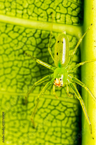 Green spider Lyssomanes sp on leaf macrophotography