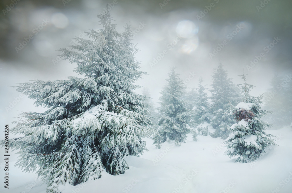 Fototapeta premium Winter forest