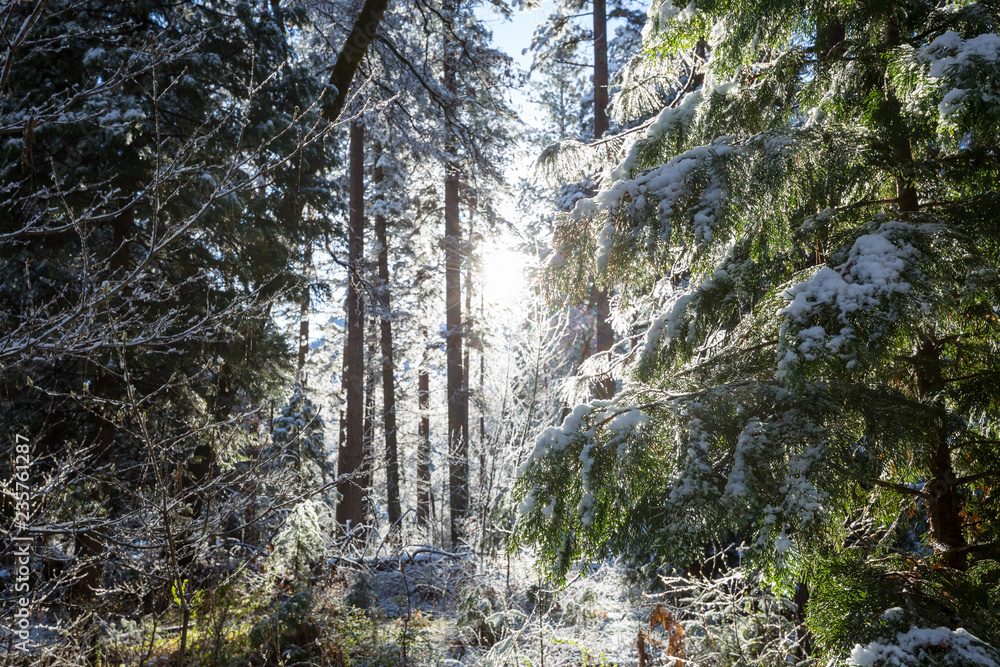 Obraz premium Winter forest
