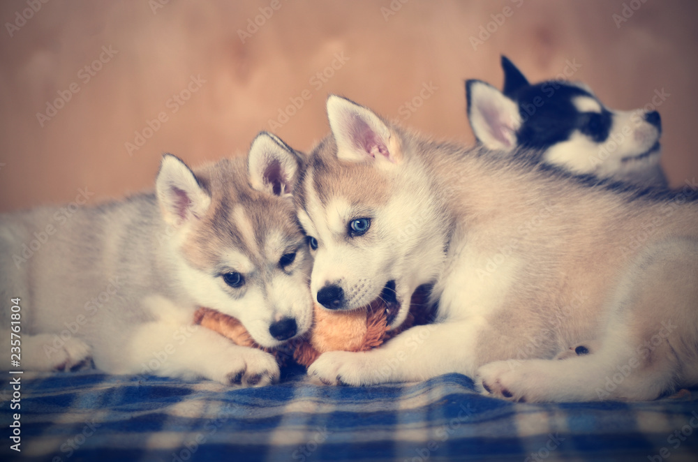 Fototapeta premium Siberian husky puppies purebred playing together with soft toy. Toned Image.