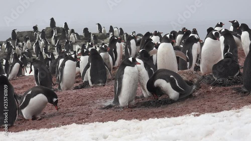 Gentoo penguins are working in a colony building their stone nest on Aitcho Island in Antarctica photo