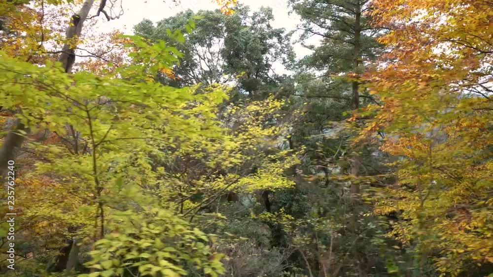 紅葉する高尾山登山道の木々 歩き撮り 紅葉する高尾山登山道の木々 歩き撮り