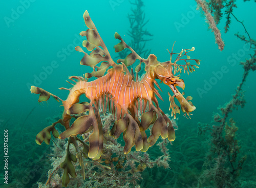 Leafy seadragon photo