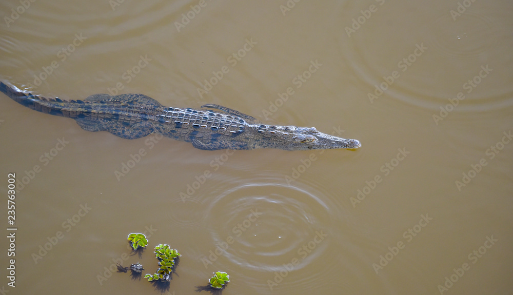 Fototapeta premium Young crocodile (Crocodylus acutus ) in its habitat waters in wild Panama rain forest river. 