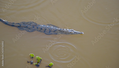 Young crocodile (Crocodylus acutus ) in its habitat waters in wild Panama rain forest river. 
