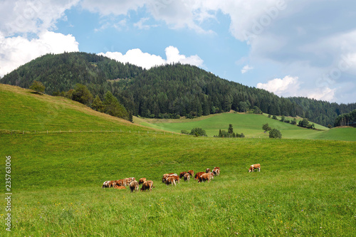 Austria. Cows on a green alpine pasture on a summer day, blue sky, mountain landscape.