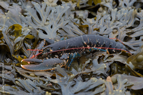 European Lobster (Homarus gammarus)/European Lobster on Bladder Wrack Seaweed