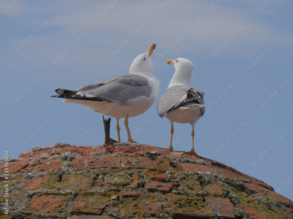 Fototapeta premium Mouettes Amoureuses