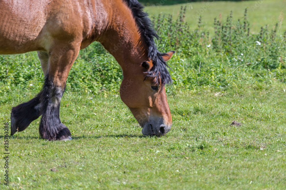 Fototapeta premium horse in the pasture