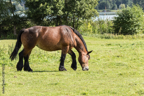 horse in the pasture