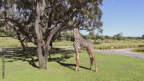 Sticker Finding a Giraffe on Safari