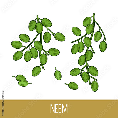 Neem, sketch. Fruits. Set