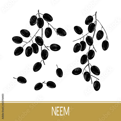 Neem, silhouette. Fruits. Set