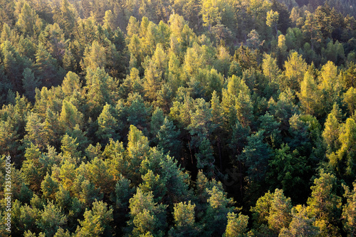 Beautiful panoramic photo over the tops of pine forest. Aerial view. From above. Top view