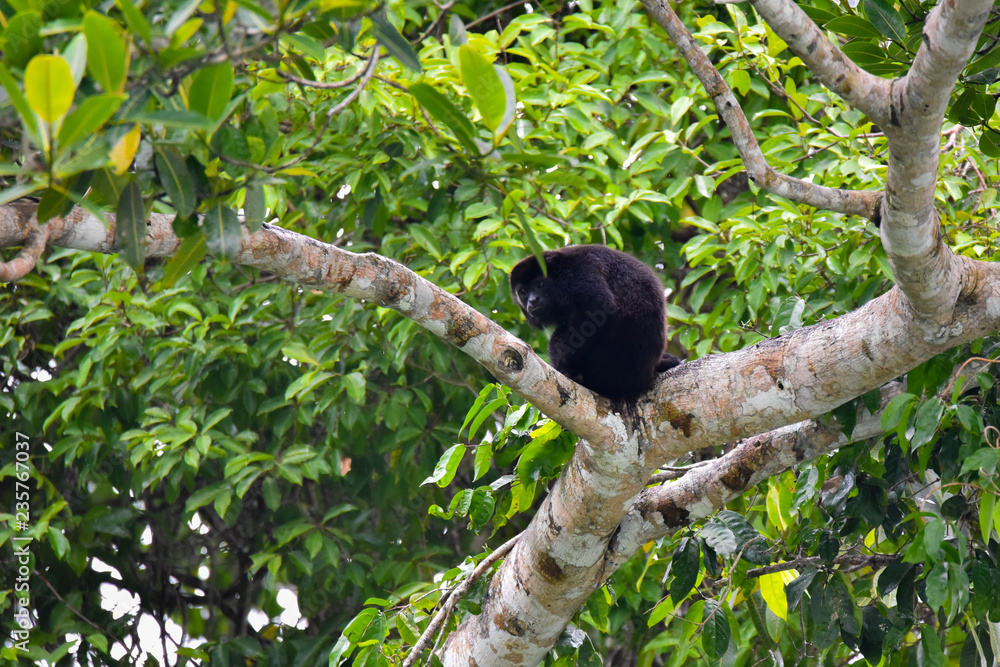 Fototapeta premium Black Howler monkey, genus Alouatta monotypic in subfamily Alouattinae, one of the largest of New World monkeys, rests on a branch in his habitat rain forest in Panama.