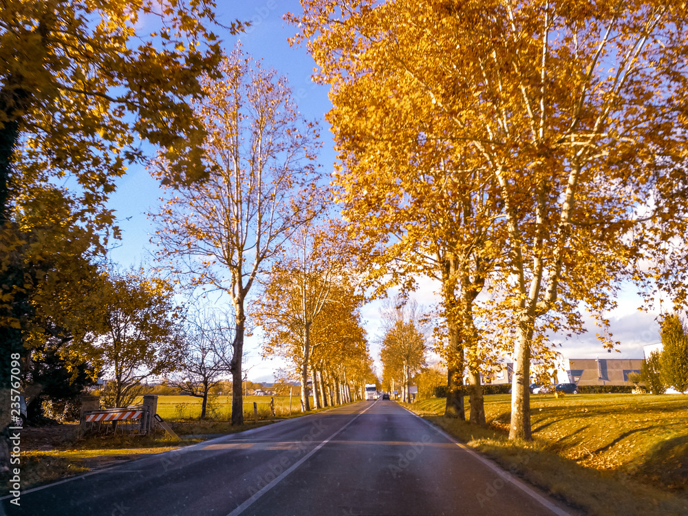 Obraz premium strada urbana tra gli aceri in autunno