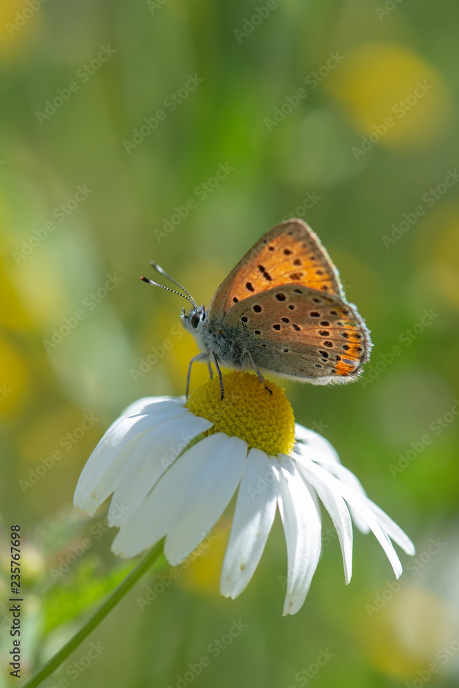 Lycaenidae / Alev Ateşi / Turkish Fiery Copper / Lycaena kefersteinii Lycaenidae / Alev Ateşi / Turkish Fiery Copper / Lycaena kefersteinii