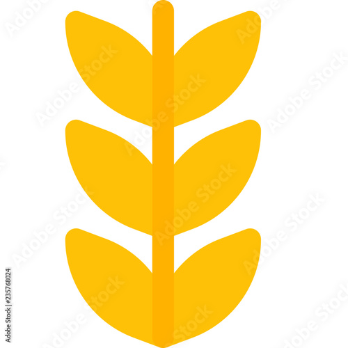 Wheat cereal grain