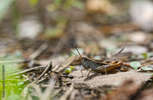 Grasshopper on leaf © Андрій Дегтярьов
