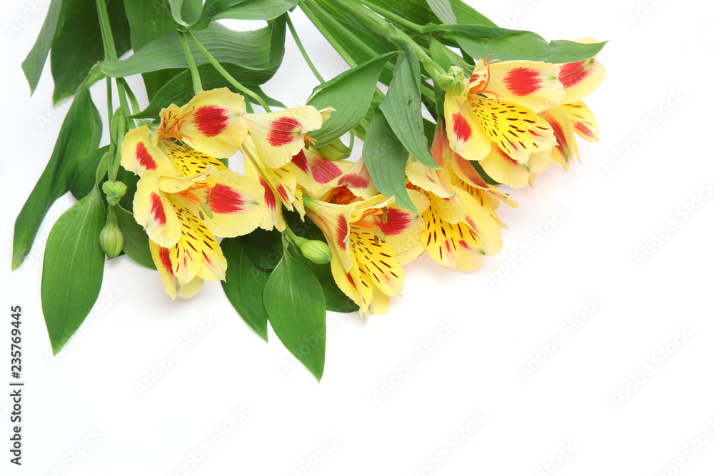 アルストロメリアの花束 アルストロメリアの花束