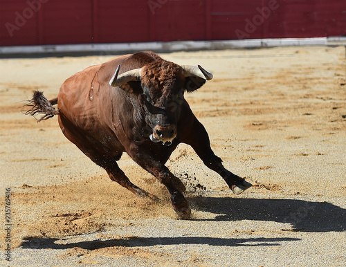 toro en españa con grandes cuernos