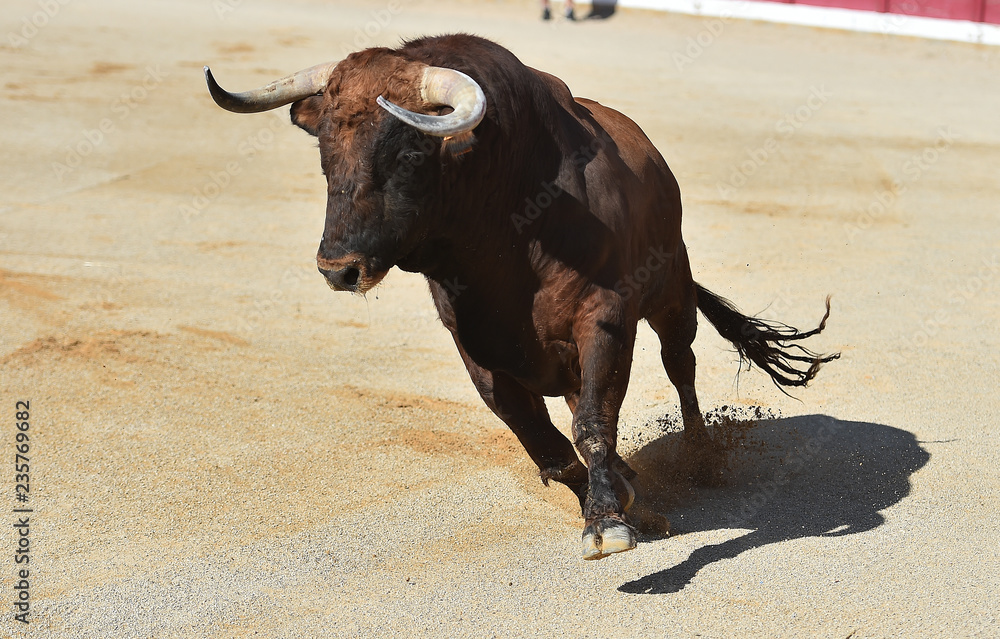toro grande en españa con grandes cuernos toro grande en españa con grandes cuernos