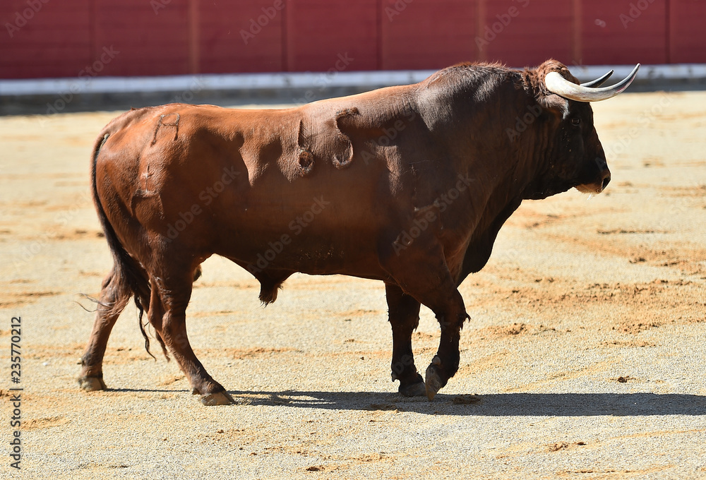 bull in spain