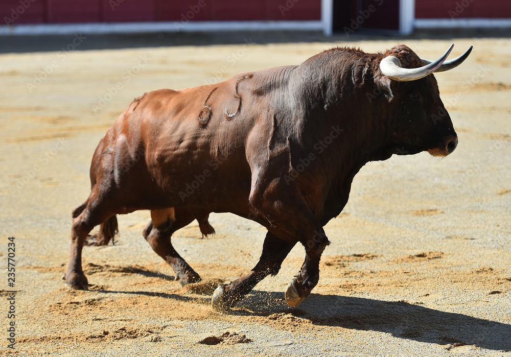 toro tipico español