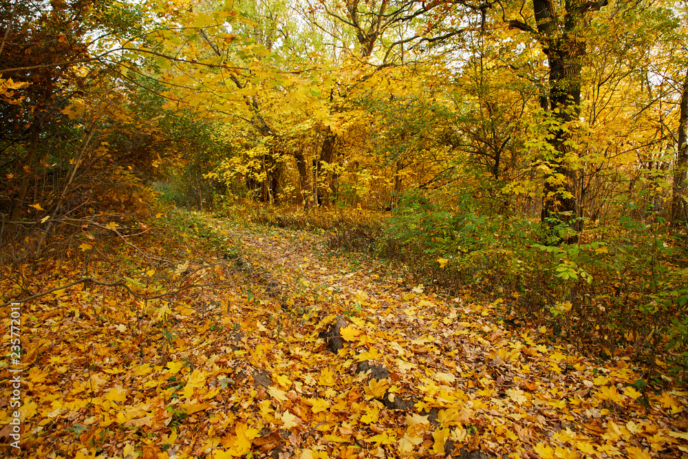autumn in the park autumn in the park