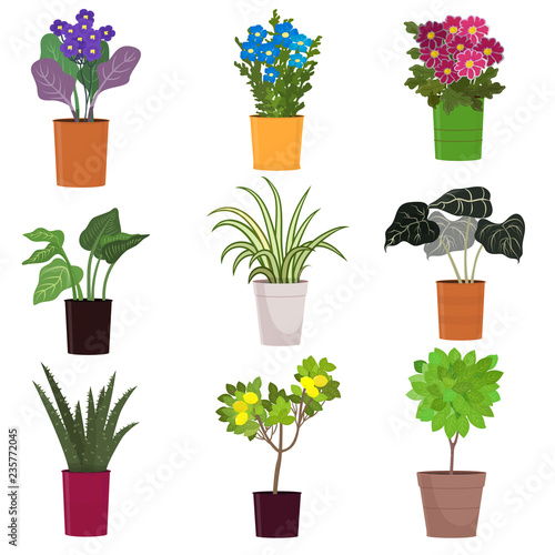 Set of homemade green plants in colorful pots isolated on white.