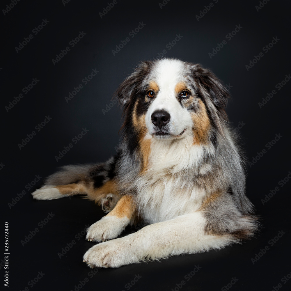 ﻿﻿Beautiful adult Australian Shephard dog laying down front view, looking at lens with brown with blue spotted eyes. Mouth closed. Isolated on black background.