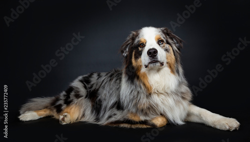 Beautiful adult Australian Shephard dog laying down side ways, looking at lens with brown with blue spotted eyes. Mouth closed. Isolated on black background. © Nynke