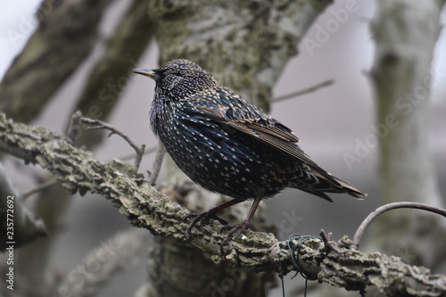 Starling bird up close photo