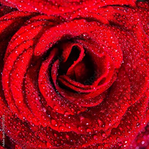 Fototapeta Naklejka Na Ścianę i Meble -  Perfect bouquet of red roses, love and romance concept