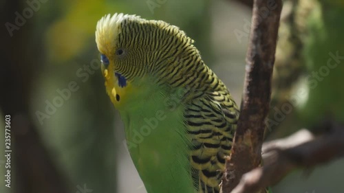 180p slow motion close up of a green and yellow budgie inside a walk-in avairy at a bird park in new south wales, australia photo