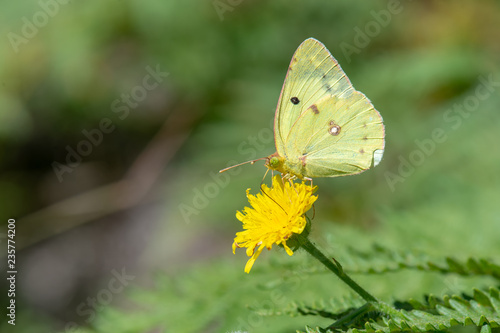  Pieridae / Güzel Azamet / / Colias  © Yasin