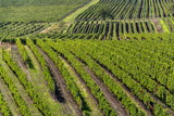 Beautiful vineyard lanscape with grapes ready for harvest, sunny autumn day, Southern Moravia, Czech Republic, aerial view