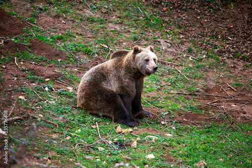 Bear in bear sanctuary in Kutarevo, Croatia