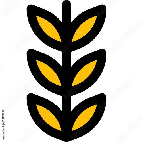Wheat cereal grain