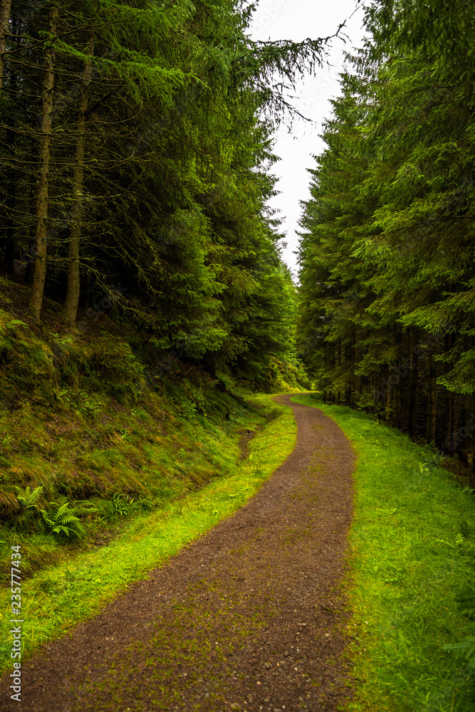 Narrow Gravel Path Through Conifer Forest in Scotland Narrow Gravel Path Through Conifer Forest in Scotland