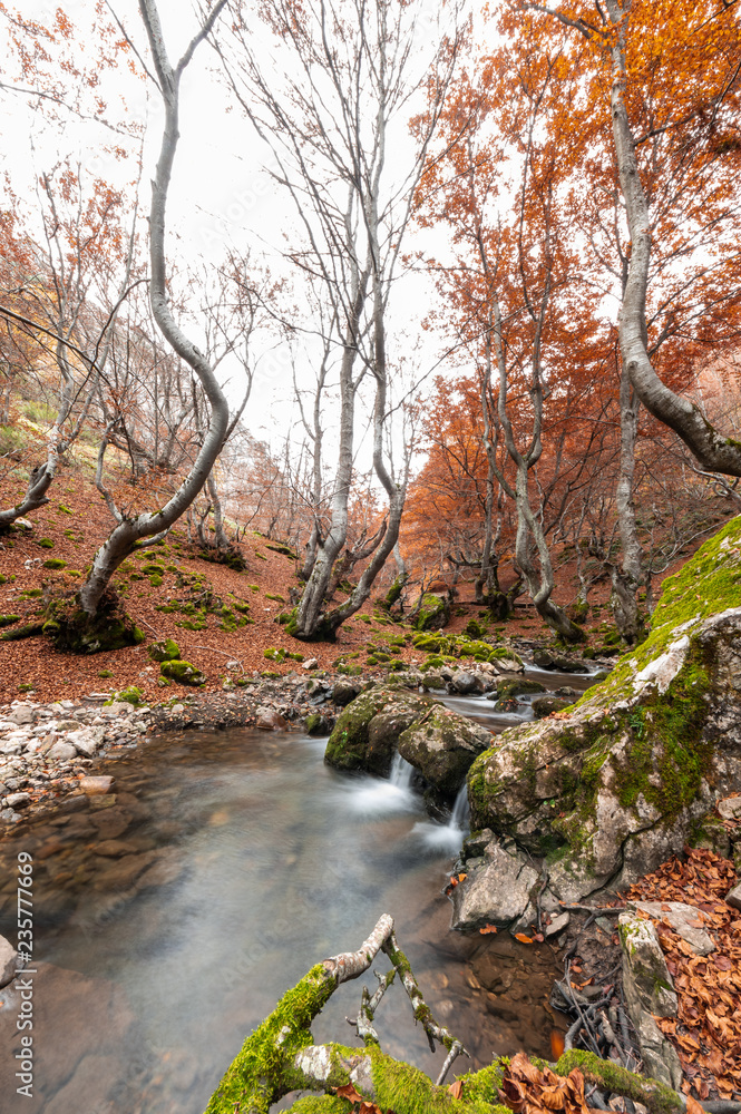Vertical photograph of the beech forest of Ciñera, Leon (Spain) known as Faedo, declared the best preserved forest in Spain in 2007. You can see the river that crosses the forest Vertical photograph of the beech forest of Ciñera, Leon (Spain) known as Faedo, declared the best preserved forest in Spain in 2007. You can see the river that crosses the forest